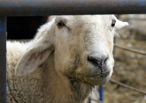 Mouth sick sheep