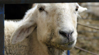 Mouth sick sheep
