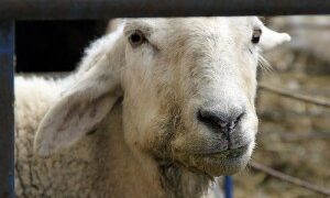 Mouth sick sheep