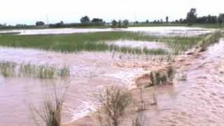 Sialkot