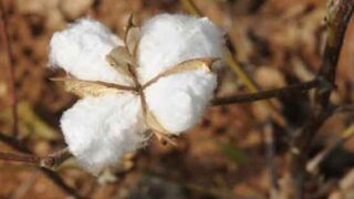 cotton prices