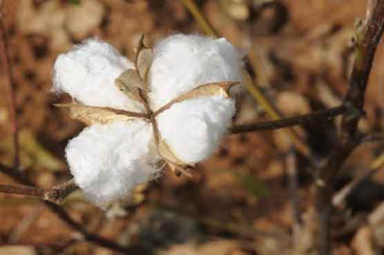 مقامی کاٹن مارکیٹ میں روئی کے بھاؤ میں استحکام