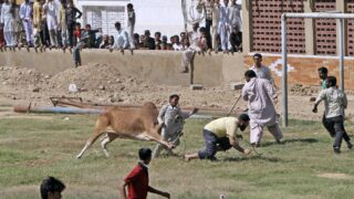 A bull attacks a boy - Karachi Pakistan