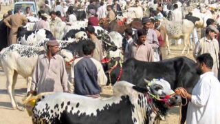 Animals For Eid
