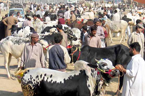 عید الاضحی کی آمد، جانوروں کی خریداری عروج پر پہنچ گئی