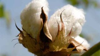 Cotton