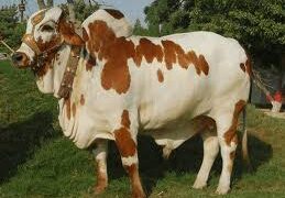 Qurbani Ki Khalain