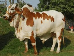 کراچی میں قربانی کی کھالوں پر کھینچا تانی