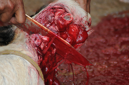 ملک بھر میں عیدالاضحی مذہبی جوش و جذبے سے منائی جارہی ہے