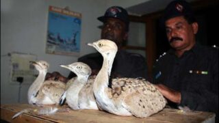Tiloor Bird