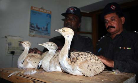 کراچی :16 تلور بر آمد،نایاب پرندے کی اسمگلنگ کی کوشش ناکام