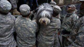 Animal Rescue Operation