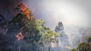 Australian Forests Fire