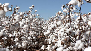 Cotton