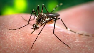 Peru Dengue Spread