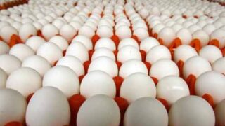 Price of Eggs