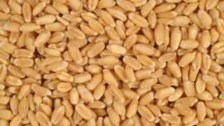 Wheat