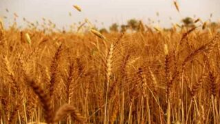 Wheat Exports