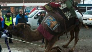 America Camel