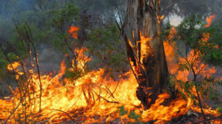Australia Fire Forest
