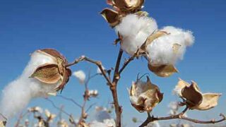 Cotton