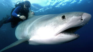 Ukarine Shark