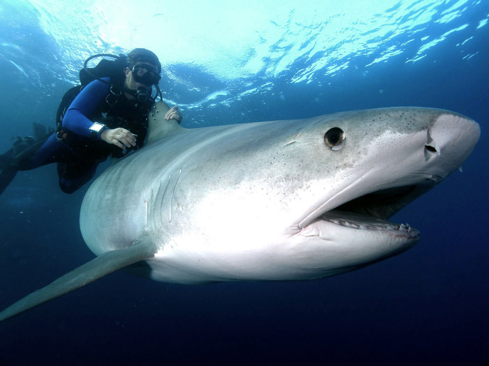 Ukarine Shark