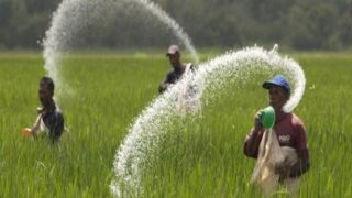 Urea