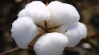 Cotton Prices