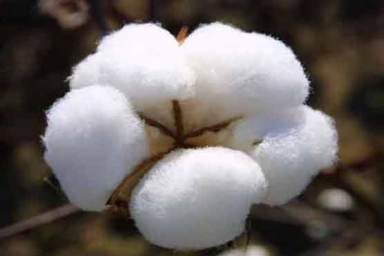 Cotton Prices