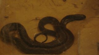 Karachi Zoo Snake