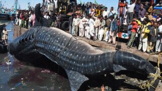 Whale Shark Karachi
