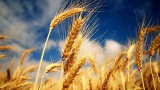 Wheat