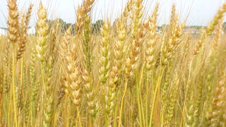 Wheat