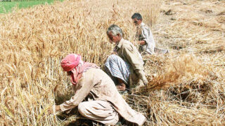 Wheat