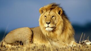 king of jungle