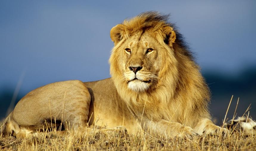 king of jungle