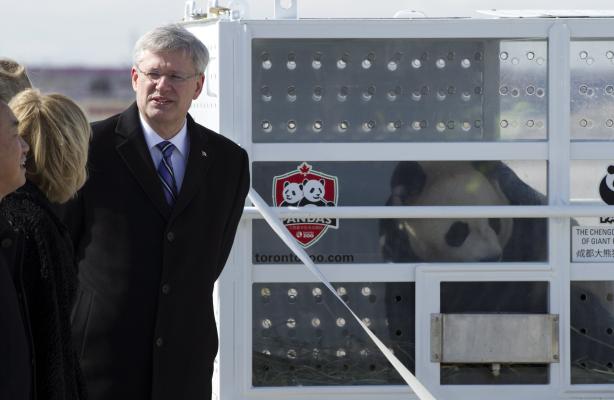 Canada Panda