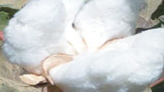 Cotton