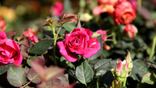 Karachi Flowers