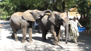 Karachi Zoo