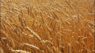 Karachi wheat