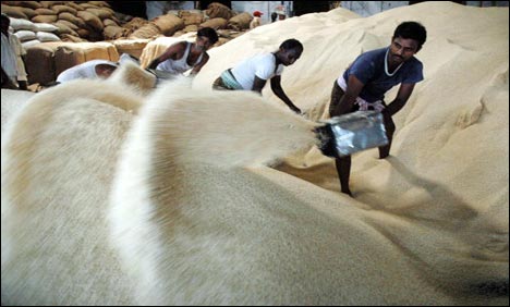 Rice