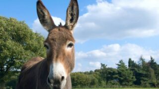 South Africa Donkey