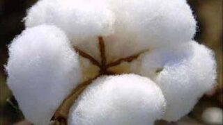 Cotton
