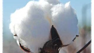 Cotton