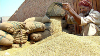 Ghotki Wheat