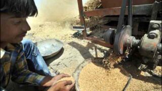 Multan wheat