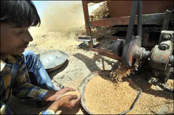 Multan wheat