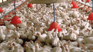 Poultry Meat